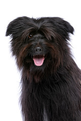 black Pyrenean Shepherd