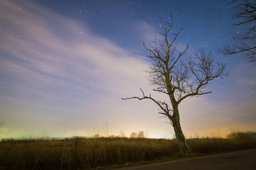 Bare trees on the road. Starry sky on the background