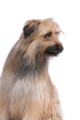 brown Pyrenean Shepherd dog