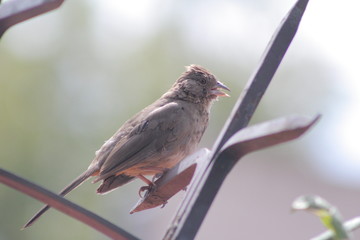 Bird 1