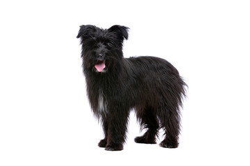 black Pyrenean Shepherd