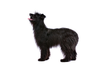 black Pyrenean Shepherd