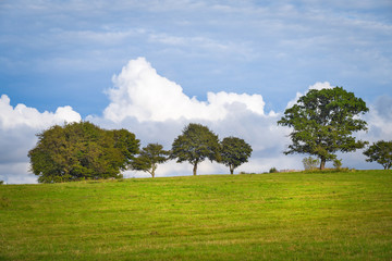 Rare trees on the hill in on the edge of the green field