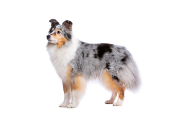 old Shetland Sheepdog
