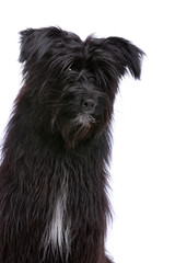 black Pyrenean Shepherd