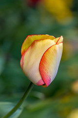 A close up of pretty tulip flowers, with a shallow depth of field