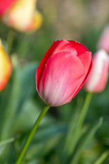 Naklejka premium A close up of pretty tulip flowers, with a shallow depth of field