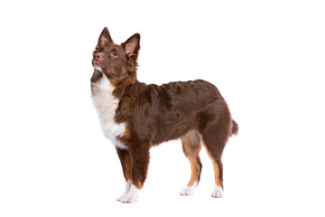 red Miniature American Shepherd dog