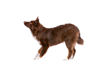 red Miniature American Shepherd dog