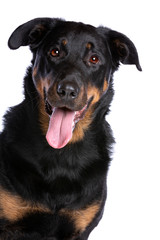 Beauceron or French Short haired Shepherd