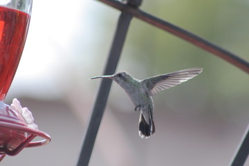 Hummingbird flying © Salvador