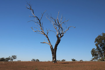 Australian Drought in Scone