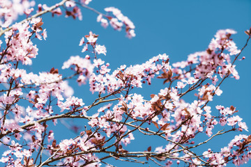 cherry blossom sakura in spring time over blue sky