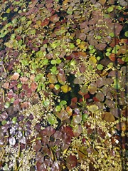 Waterplants