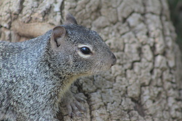 Squirrel face close up