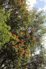 Large green tree with orange flowers