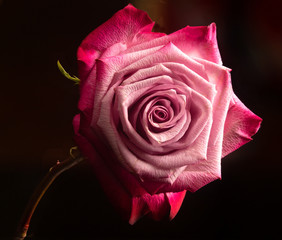 Close up Photography of Full Bloom Pink Rose Against Black Background