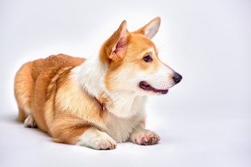 Funny corgi pembroke in studio in front of a white background