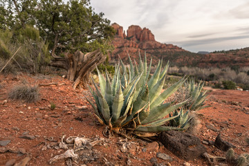 Cathedral Mountain & Agave