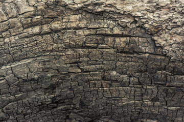 Closeup view of the background of a charred tree on a sunny day
