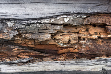 burnt bark ate with holes eaten by beetles background texture