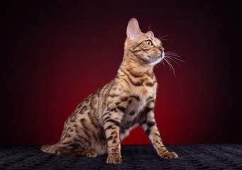 Beautiful stylish Bengal cat. Animal portrait. Bengal cat is lying. Blue background. Collection of funny animals