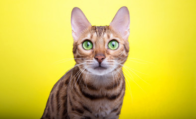 Beautiful stylish Bengal cat. Animal portrait. Bengal cat is lying. Blue background. Collection of funny animals