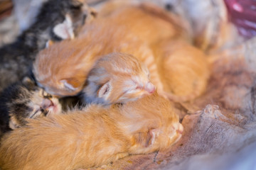 Colorful newborn kitten sleep together on blanket
