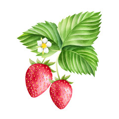 Hand drawn illustration of strawberry with leaves and flower. Isolated watercolor fruit sketch.