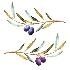 Watercolor illustration of black and purple olives on branches. Isolated design element.