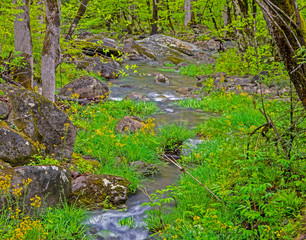 Water runoff along a creek in the Smokies in spring.