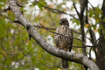 Broad winged hawk
