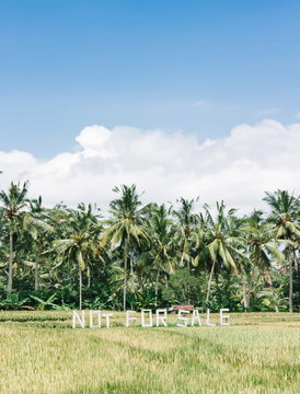 Palms on the background of a rice field