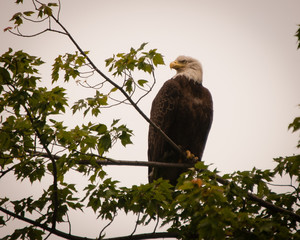 Bald eagle