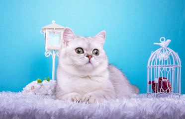 Beautiful stylish british cat. Animal portrait. British cat with bow-tie is lying. Blue background....
