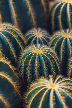 cacti