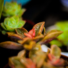 Suculentas