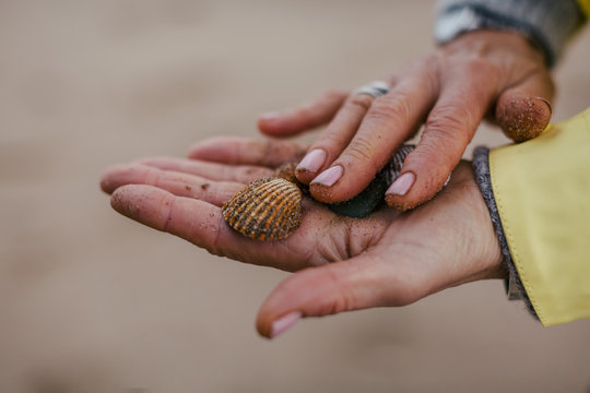 Closeup of hands holding seashells on the beach. - Powered by Adobe
