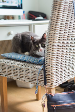 grey cat on my chair