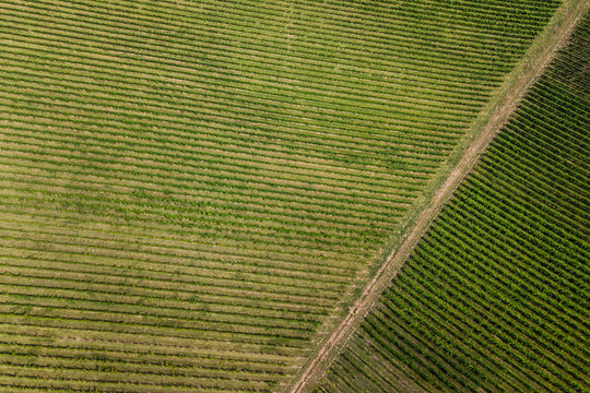 aerials over a vineyard in King Valley, Victoria, Australia