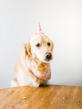 Birthday Dog Ate Too Much