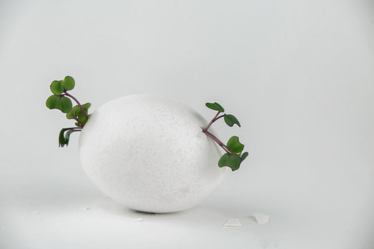 Egg with small green plants
