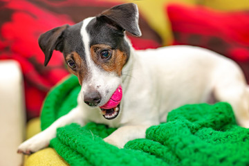 Happy jack russel dog playing with his pink ball, chewing it on his bed