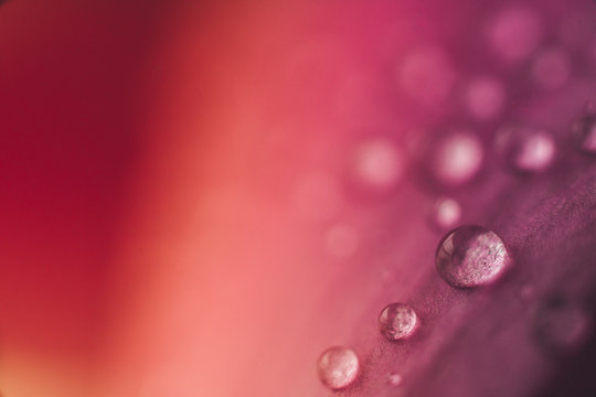 Detail of flowers and plants with waterdrops