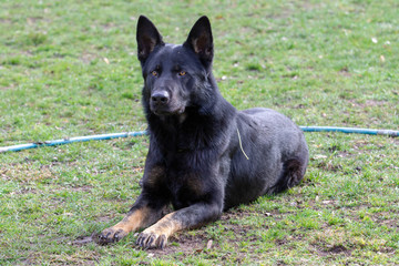 Dog Belgian Schepard - Malinois