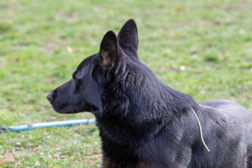 Dog Belgian Schepard - Malinois