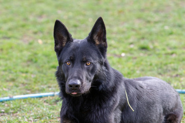 Dog Belgian Schepard - Malinois