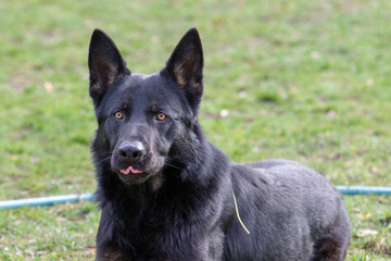 Dog Belgian Schepard - Malinois