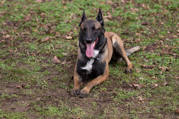 Dog Belgian Schepard - Malinois