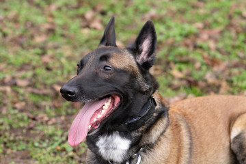 Dog Belgian Schepard - Malinois